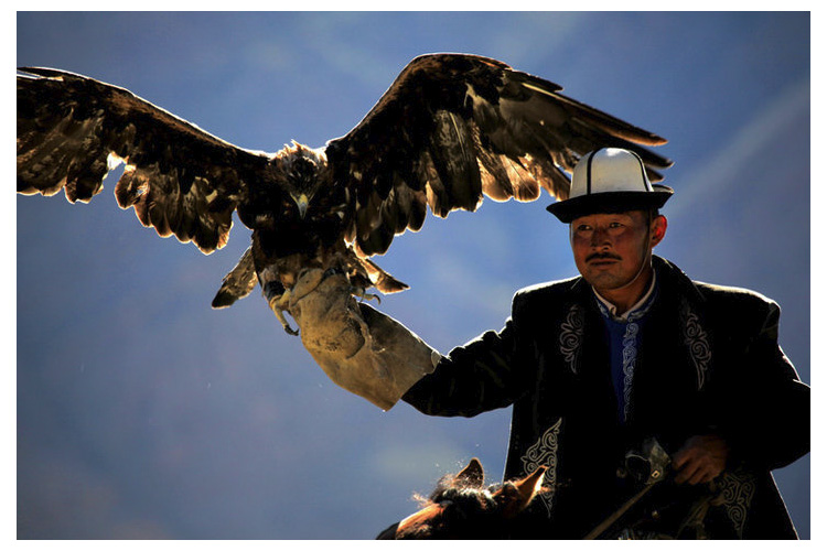 1527674332995267.jpg 猎鹰繁殖.jpg