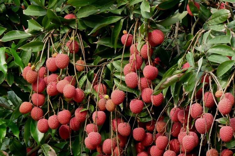 如何选择荔枝烘干机改善荔枝干果？