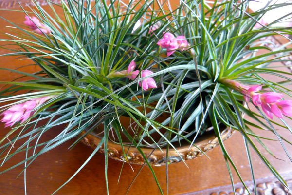 1522115584238651.jpg 铁兰.jpg