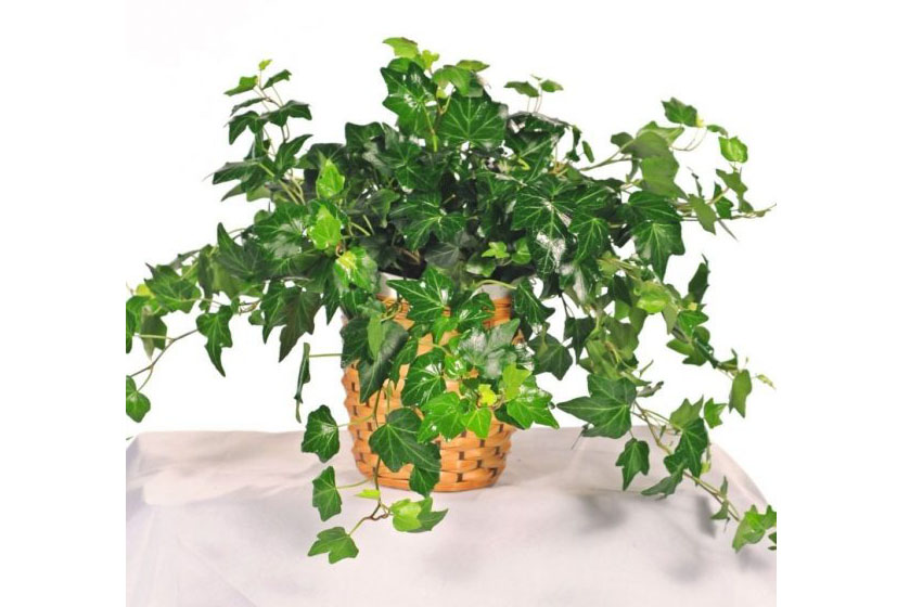 1522115542201326.jpg 英国常春藤.jpg