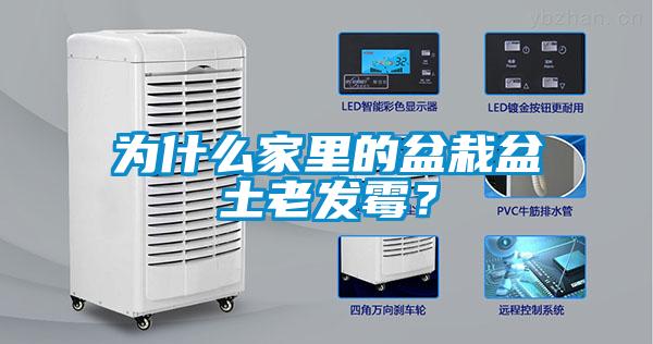 为什么家里的盆栽盆土老发霉？