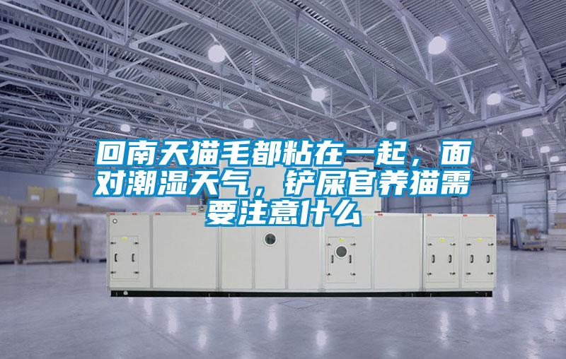 回南天猫毛都粘在一起，面对潮湿天气，铲屎官养猫需要注意什么