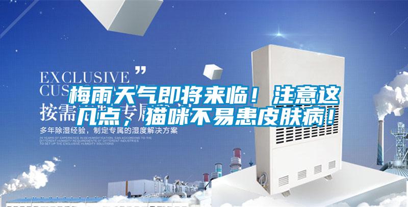 梅雨天气即将来临！注意这几点，猫咪不易患皮肤病！