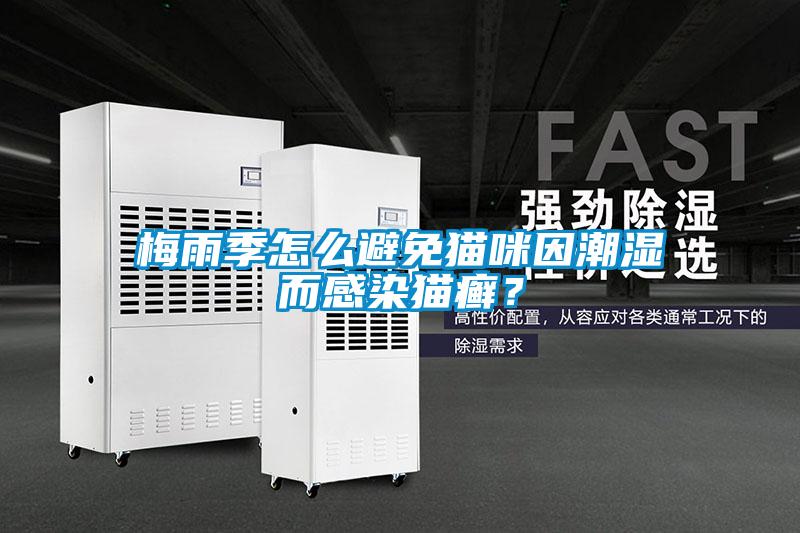 梅雨季怎么避免猫咪因潮湿而感染猫癣？