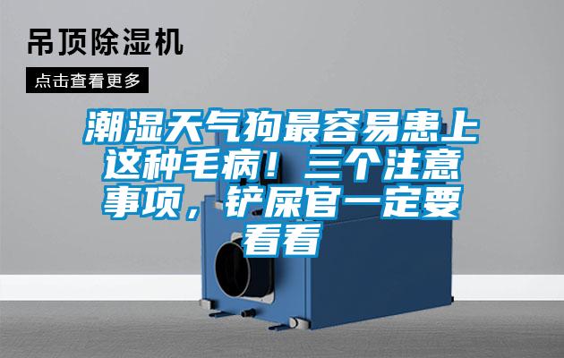 潮湿天气狗最容易患上这种毛?。∪鲎⒁馐孪?，铲屎官一定要看看