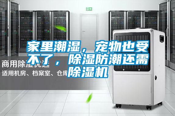 家里潮湿，宠物也受不了，除湿防潮还需除湿机