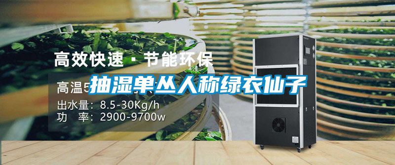 抽湿单丛人称绿衣仙子
