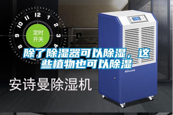 除了除湿器可以除湿，这些植物也可以除湿
