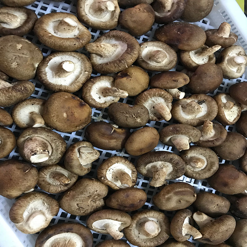 湖北省京山县的菇农代表选用我们安诗曼食用菌烘干机?？榧聪愎胶娓苫?></div>
								<div   id=